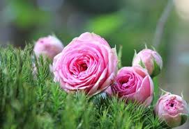 To connect with mawar putih, sign up for facebook today. 50 Gambar Bunga Mawar Tercantik Di Dunia Warna Putih Ungu Pink Dan Hitam Salamadian