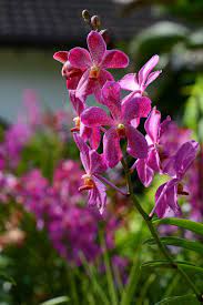 Pertama tama gunakan bentuk u yang paling kecil. Gambar Ini Rahsia Orkid Di Laman Jadi Mabuk Bunga Impiana