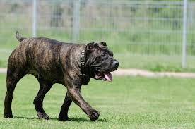 We love and care for all breeds, all sizes, all ages, all temperaments. Safe Harbor Animal Rescue Atlanta Ga Saving One Dog Will Not Change The World But Surely For That One Dog The World Will Change Forever