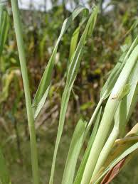 Image result for Digitaria ternata