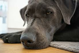 Wann dies erfolgt, wird derzeit geklärt. Laufigkeit Hund Wichtige Infos Und Viele Tipps 2021 Dog S Places