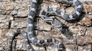 Black rat snakes are born with a blotchy pattern of dark and light that changes to mostly black on top with a white throat and belly as they mature. State Laws Prohibit Killing Snakes In Georgia South Carolina