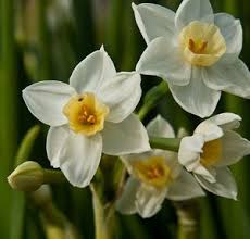 Planting Daffodil Bulbs And Narcissus Flowers For Spring Color Daffodil Bulbs Planting Daffodil Bulbs Narcissus Flower