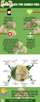 Pin On Guinea Pig Care