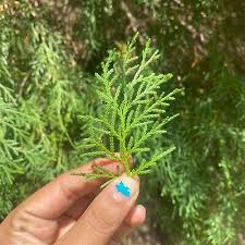Image result for Cupressus sempervirens