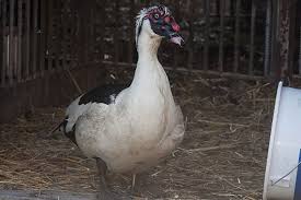 We did not find results for: Poultryworld In Ovo Sexing Of Muscovy And Mule Duck Eggs