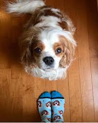 The custom pet face socks are made from 96% polyester, 2% nylon, and 2% spandex, should be machine washed in cold water, and come in a variety of different color and styling options to choose from. Bw8k6mi0ordlrm