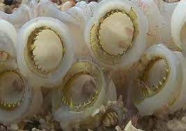 The Humboldt Squid S Tentacles That Contain Razor Sharp Teeth Humboldt Squid Ocean Creatures Squid