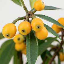 Image result for Eriobotrya