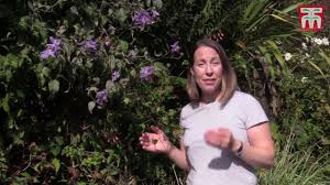 Check spelling or type a new query. How To Prune Clematis Plants Youtube