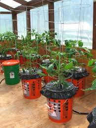 Wonderful Stuffs Good Garden Ideas Container Gardening Plants Self Watering Containers