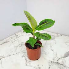 Image result for Musa Cavendish