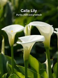 Some of the technologies we use are necessary for critical functions like security and site integrity, account authentication, security and privacy preferences, internal site usage and. History And Meaning Of Calla Lilies Proflowers Blog