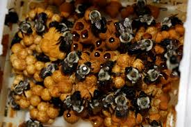 The genus contains about 250 different species, mostly in the northern hemisphere. What Does A Bumblebee Hive Look Like