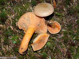 Image result for Lactarius mutabilis