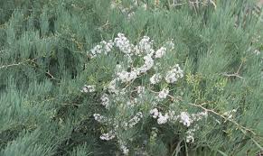 Image result for Asparagus suaveolens