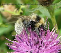 Image result for Bombus campestris