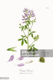Image result for Medicago laciniata