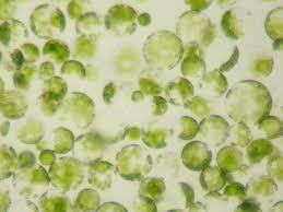 Animal cell culture is the process of growing cell in vitro in a suitable culture medium which contains a mixture of nutrients and answer: Tissue Culture And Its Types Applications Techniques And Processes