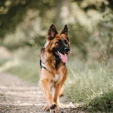 And we'd like you to experience that same bond with your long coat german shepherd puppy. German Shepherd Pdsa