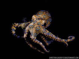 Scuba Diving With The Deadliest Animals On The Planet Deadly Animals Octopus Photography Octopus