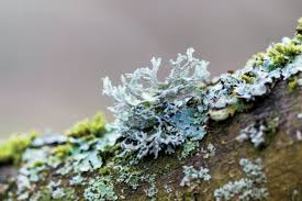 Musik & lyrics (c) & live singing by reggi05 (translation under the vid)dieses lied ist für alle kinder und erwachsene, die das lachen verlernt haben. What S The Difference Between Lichen And Moss Illinois Farm Bureau Partners