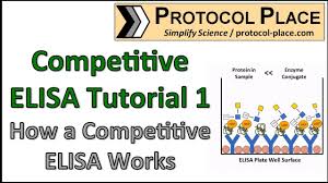 Once you understand the principle of each type of elisa, you will have to decide which elisa technique you want to use. Competitive Elisa Tutorial 1 How A Competitive Elisa Works Youtube