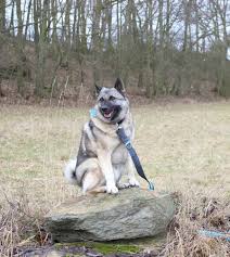 Image result for norský losí pes šedý