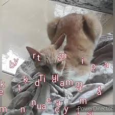 Unyilmyboy Kalung Nama Kucing Unik Lucu Dan Ga