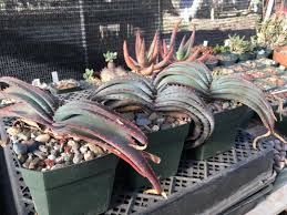 Image result for Aloe suprafoliata