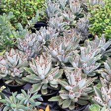 Panda Plant Kalanchoe Plants Colorful Succulents Windowsill Garden