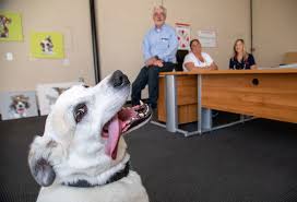 Maybe you would like to learn more about one of these? Low Cost Vet Care Planned For Building On Downtown San Pedro Corner Daily Breeze