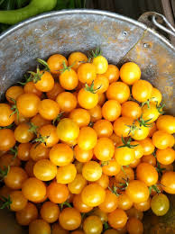 Blondkopfchen German Heirloom Tomatoes From Our Urban Farm In St Paul Mn Veggie Garden Urban Farming Heirloom Tomatoes