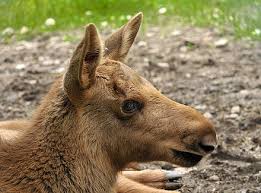 Moose Wikiwand