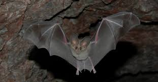 You will be shocked by how much certain pets cost. 9 Of The Coolest Bat Species In The United States U S Department Of The Interior