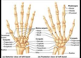 Image Result For Bones Of The Hand Anatomy Bones Hand Anatomy Hand Bone