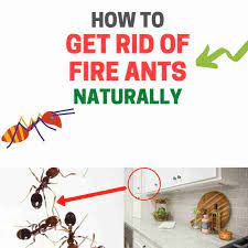 But does epsom salt kill fungus gnats? How To Get Rid Of Fire Ants Without Chemicals Naturally Bugwiz
