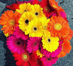 The are most known as a cut flower commonly used in bouquets, but can be also grown sucessfully in gardens. Gerbera Flower Gerbera Flower Gerbera Daisy Gerbera