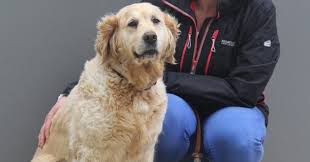 Maybe you would like to learn more about one of these? Zara The Eleven Year Old Golden Retriever Bray Vet