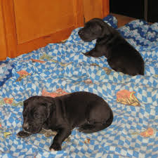 All age appropriate shots, wormings and health certif… Great Dane Puppies Watch Em Grow Hubpages