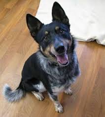 Black Australian Cattle Dog Mix Pin On Animals I Find Utterly Adorable