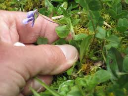 Image result for Viola eminii