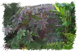 Image result for Ricinus communis