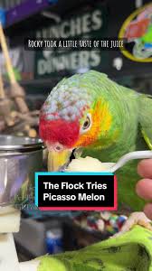 Today the parrot crew got to try a new (to us) and unusual Picasso melon.  As usual