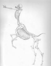 Centaur Skeleton Anatomy Art Art Drawings Centaur