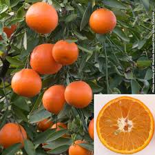 Image result for Citrus reticulata