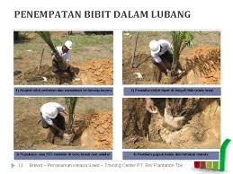 Perbandingan kebutuhan air kelapa sawit dan tanaman hutan (sumber : Brevet Penanaman Kelapa Sawit Oleh Safrudin Wibowo Pod