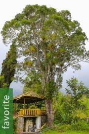 Image result for Afrocarpus usambarensis