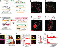 Different kinds of animals have different animal cells contain small structures called organelles, which help carry out the normal operations of a cell. Dynamic Recruitment Of Single Rnas To Processing Bodies Depends On Rna Functionality Biorxiv