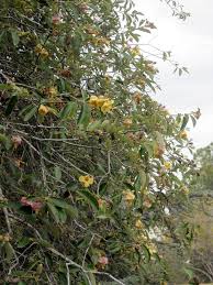 Image result for Cordia sp.A.